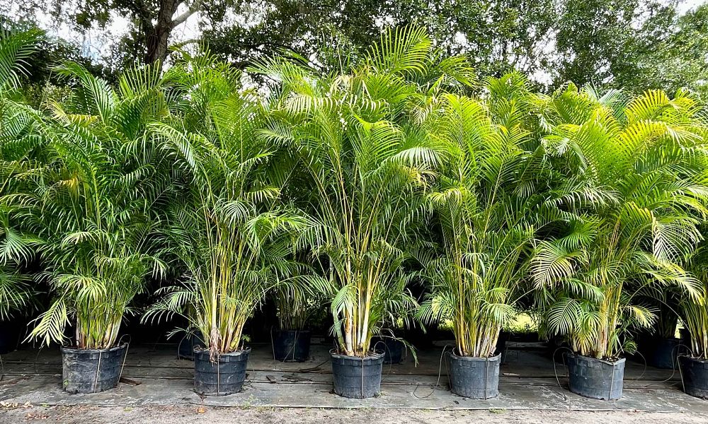 dypsis-lutescens-areca-palm