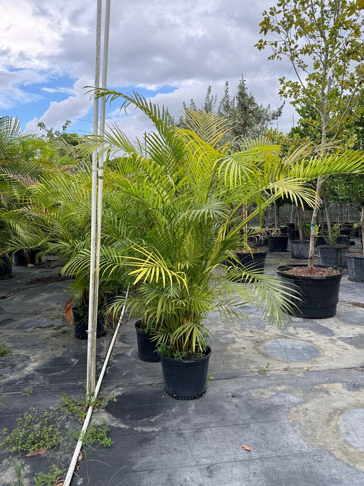 dypsis-lutescens-areca-palm