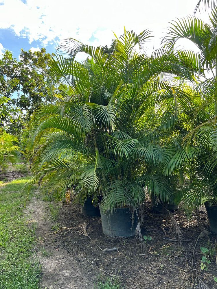 dypsis-lutescens-areca-palm