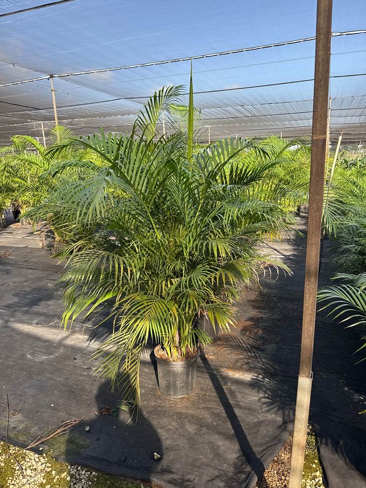 dypsis-lutescens-areca-palm