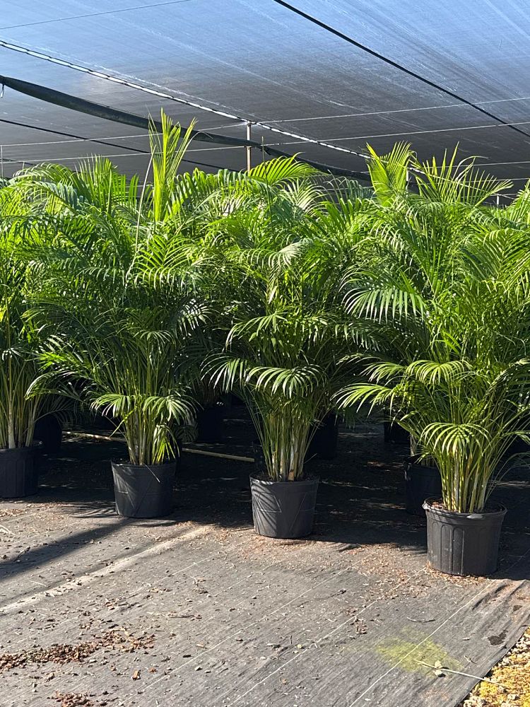 dypsis-lutescens-areca-palm