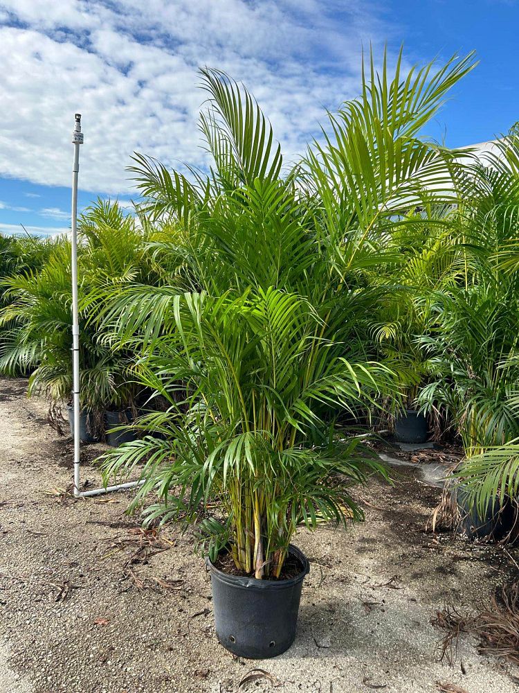 dypsis-lutescens-areca-palm