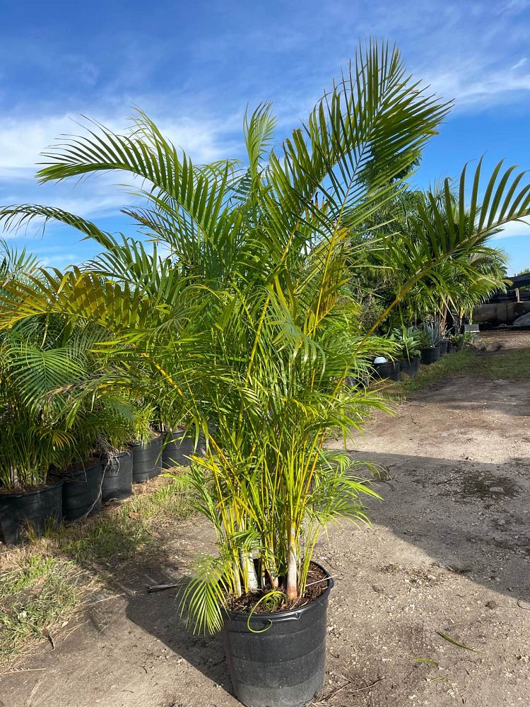 dypsis-lutescens-areca-palm