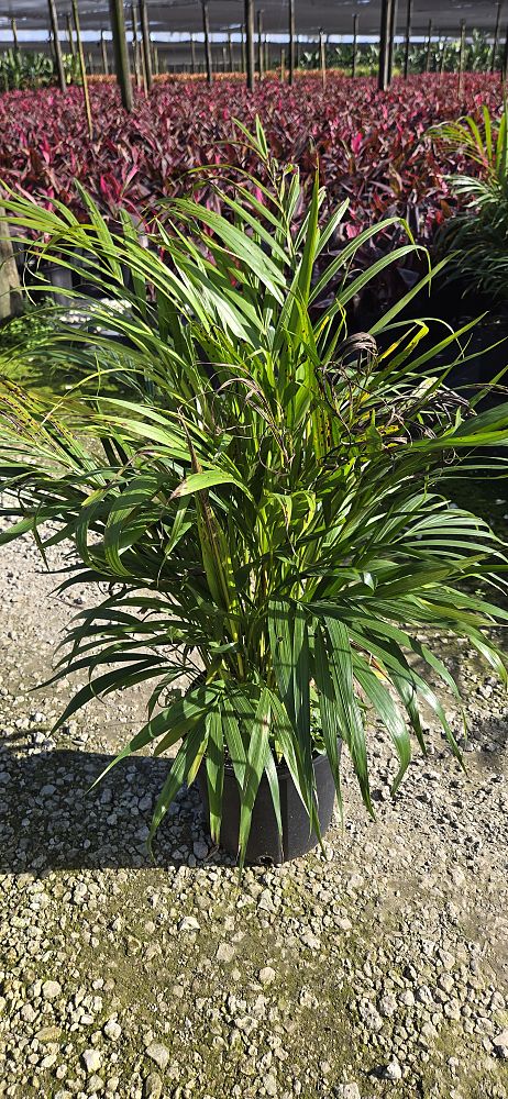 dypsis-lutescens-areca-palm