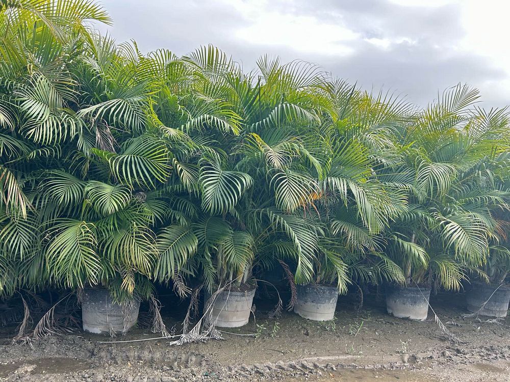 dypsis-lutescens-areca-palm