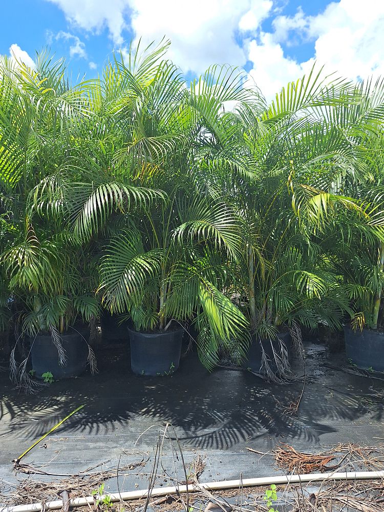 dypsis-lutescens-areca-palm