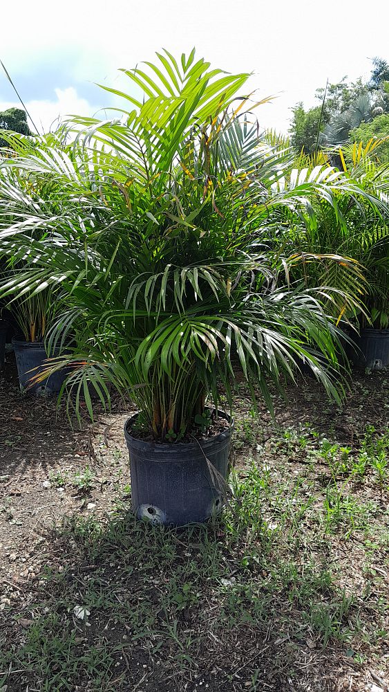 dypsis-lutescens-areca-palm