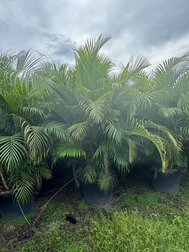 dypsis-lutescens-areca-palm