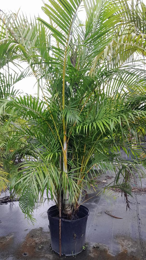 dypsis-lutescens-areca-palm