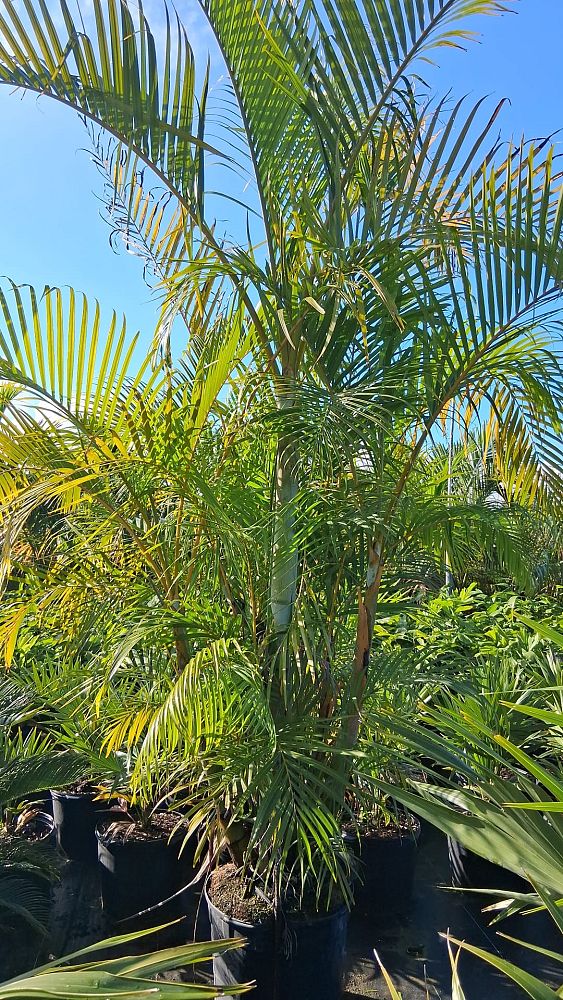 dypsis-lutescens-areca-palm