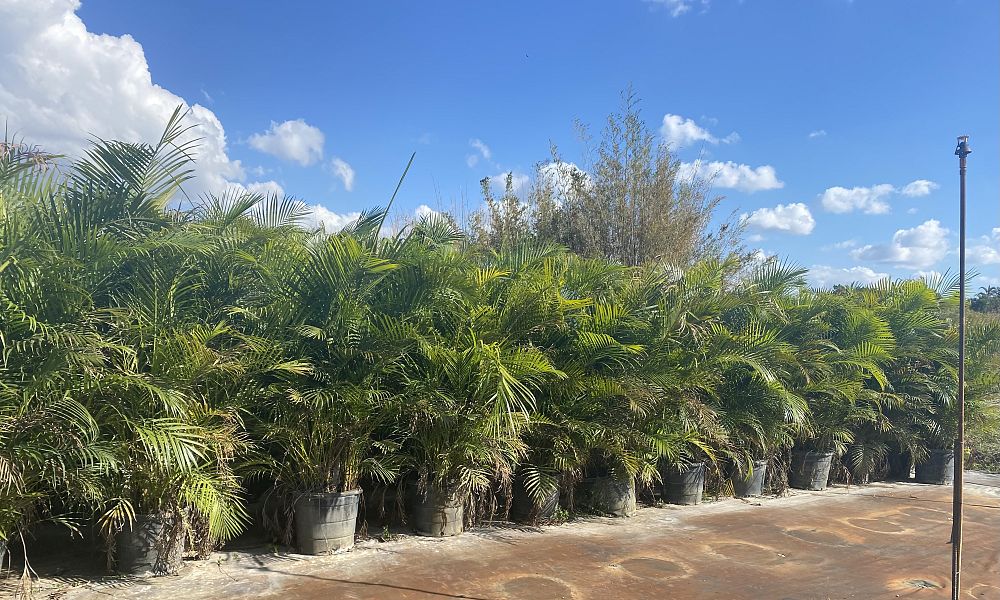 dypsis-lutescens-areca-palm