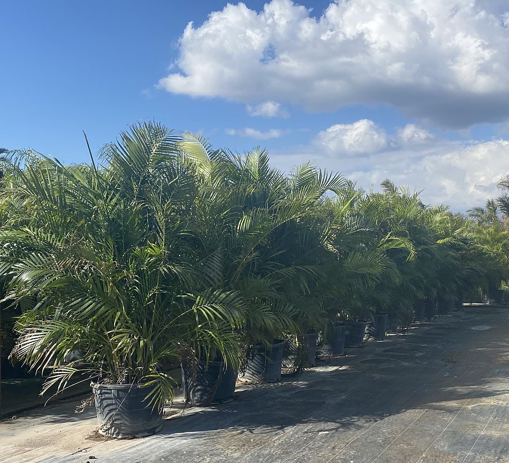 dypsis-lutescens-areca-palm