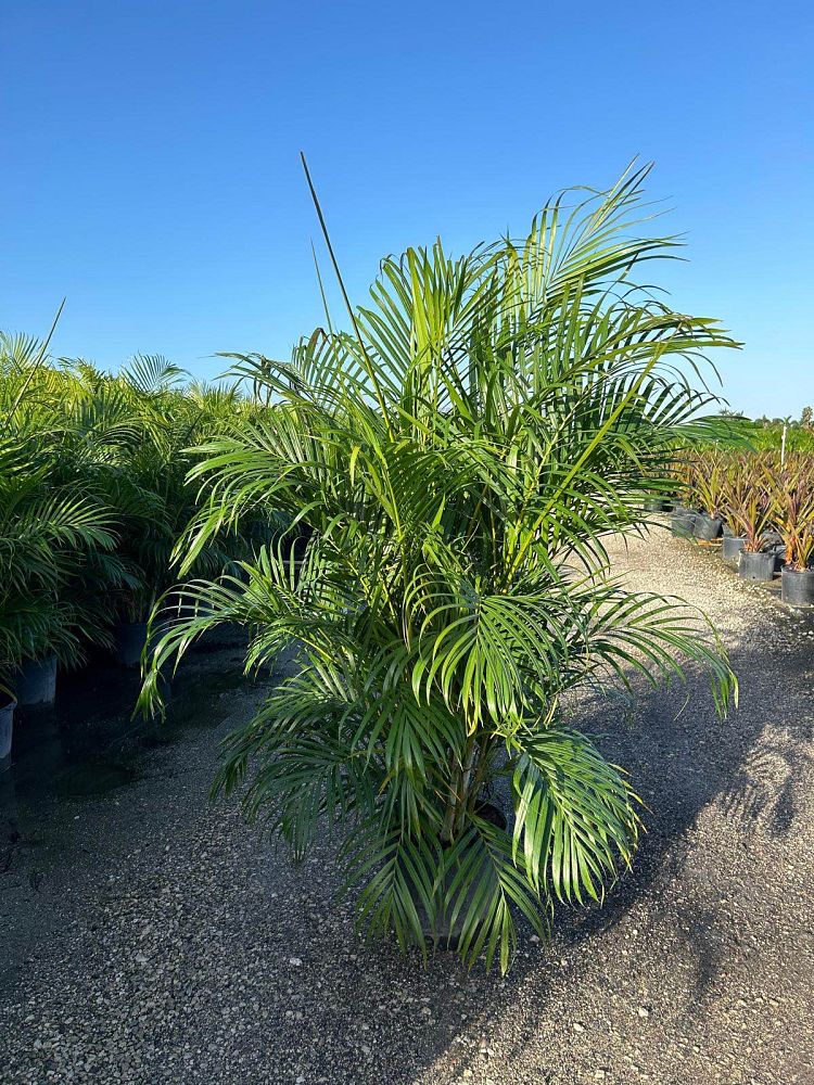 dypsis-lutescens-areca-palm