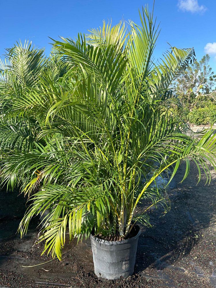 dypsis-lutescens-areca-palm