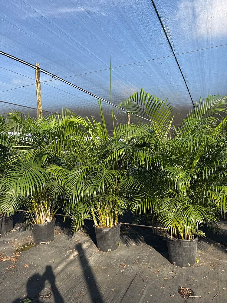 dypsis-lutescens-areca-palm