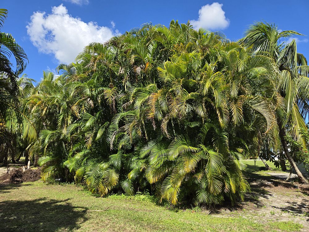 dypsis-lutescens-areca-palm