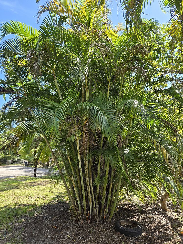 dypsis-lutescens-areca-palm