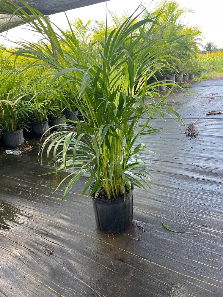 dypsis-lutescens-areca-palm