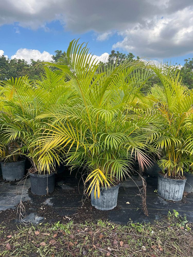 dypsis-lutescens-areca-palm