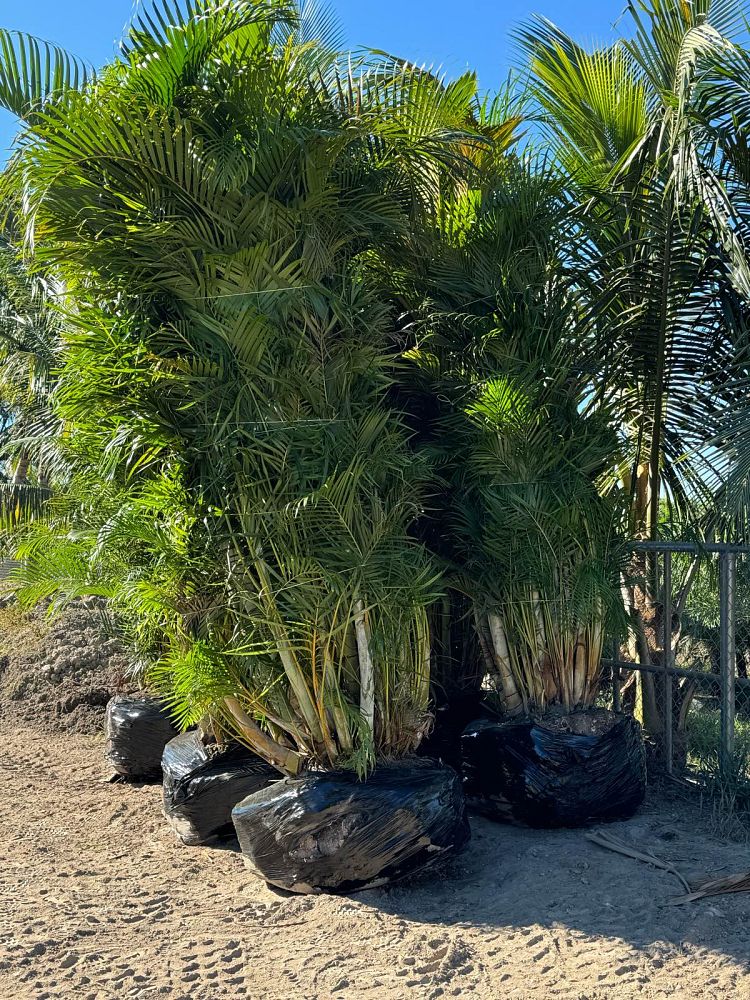 dypsis-lutescens-areca-palm