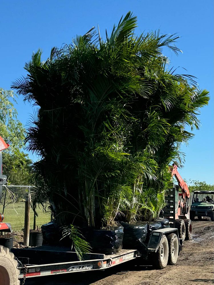 dypsis-lutescens-areca-palm