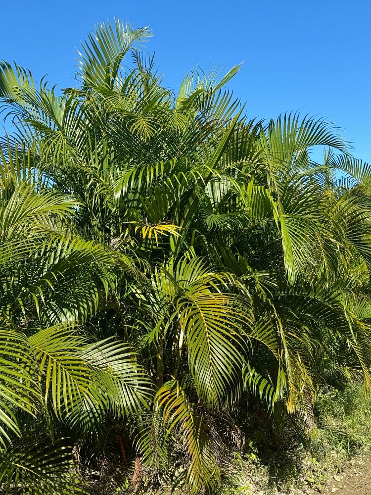 dypsis-lutescens-areca-palm