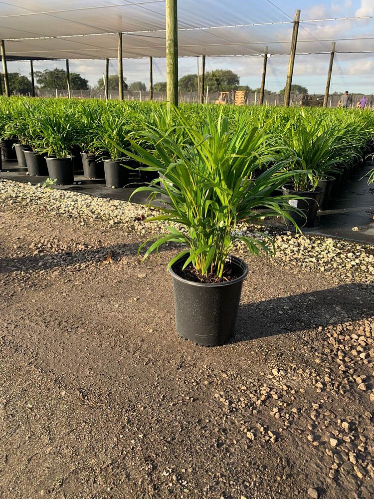 dypsis-lutescens-areca-palm