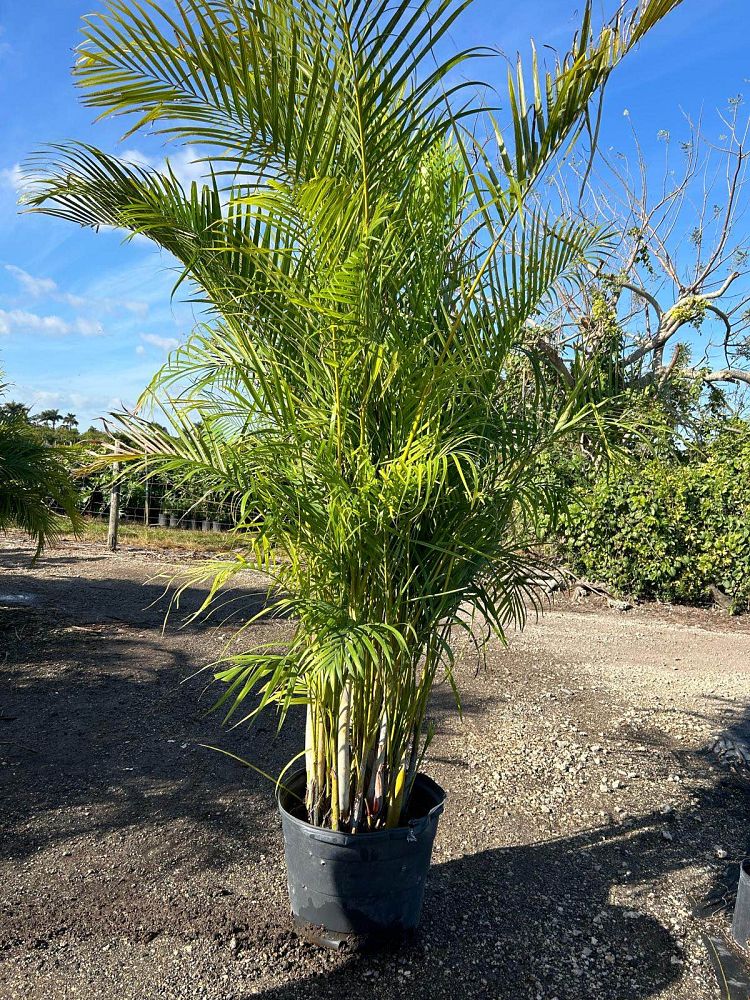 dypsis-lutescens-areca-palm