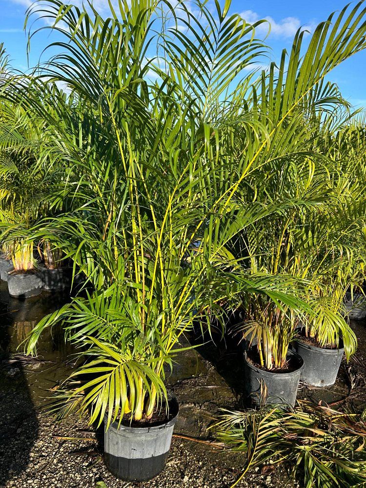 dypsis-lutescens-areca-palm