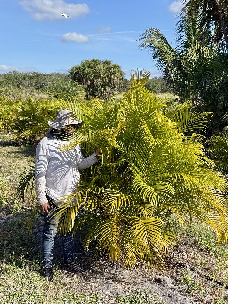 dypsis-lutescens-areca-palm