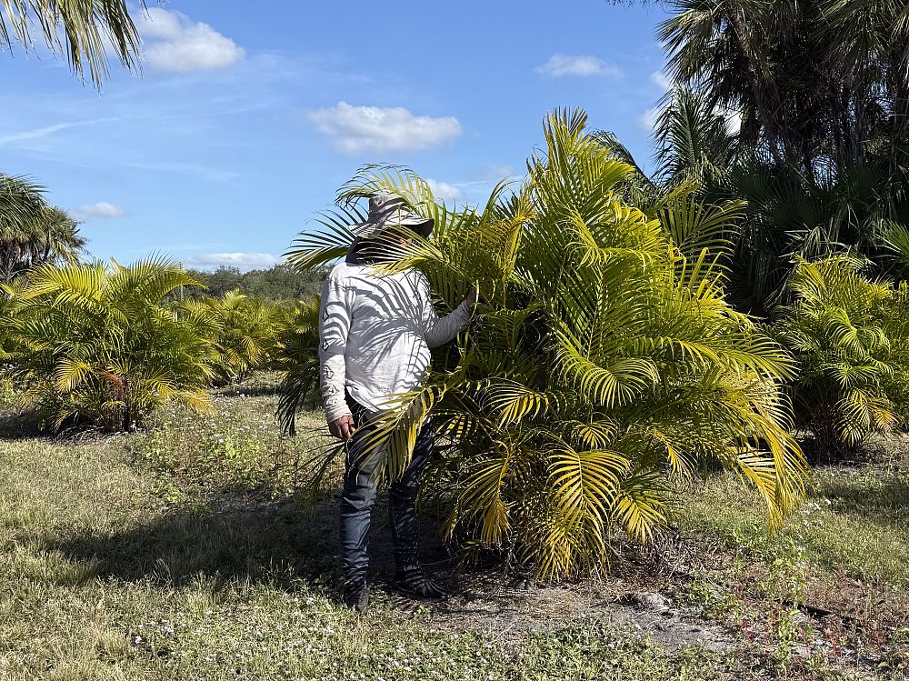 dypsis-lutescens-areca-palm