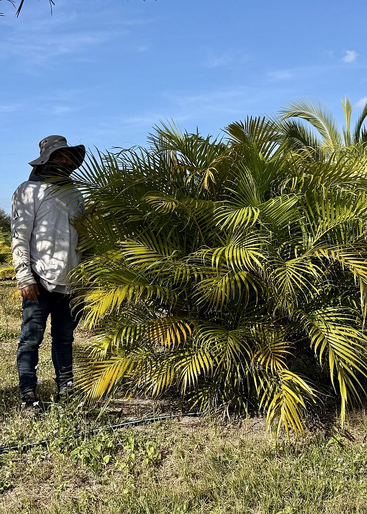 dypsis-lutescens-areca-palm