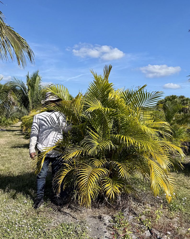 dypsis-lutescens-areca-palm