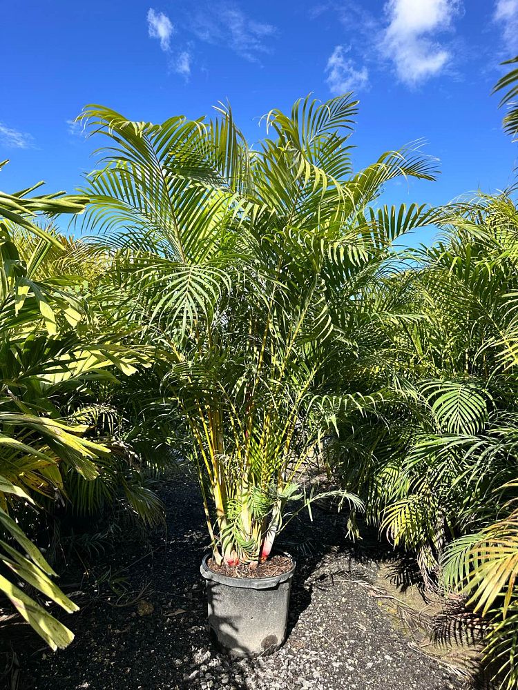 dypsis-lutescens-areca-palm