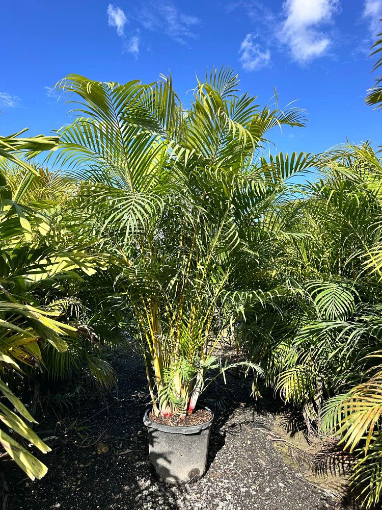 dypsis-lutescens-areca-palm