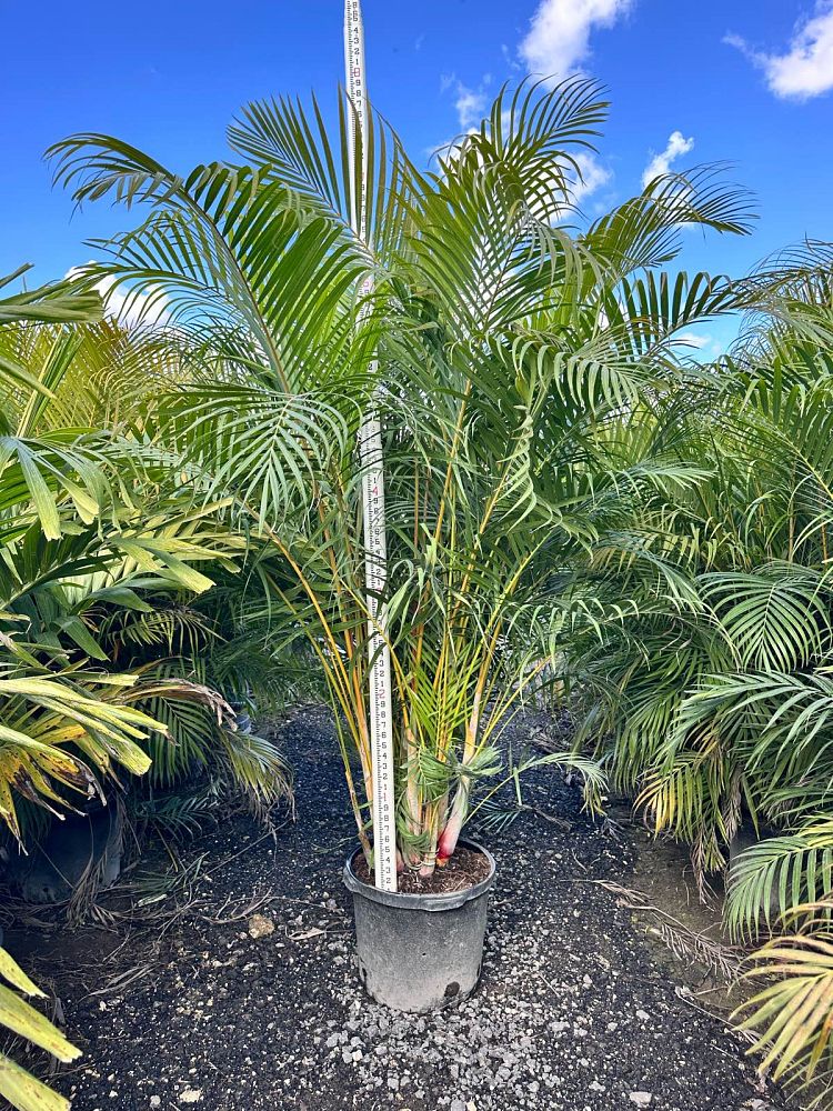 dypsis-lutescens-areca-palm