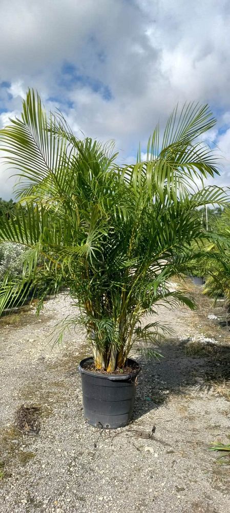 dypsis-lutescens-areca-palm