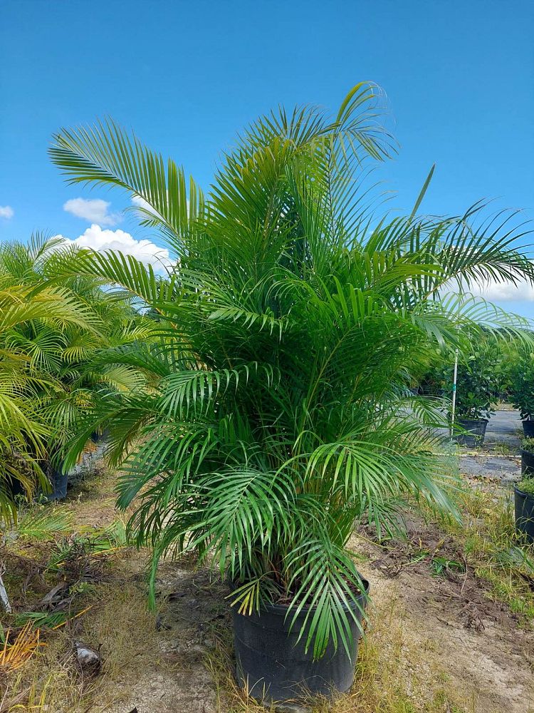 dypsis-lutescens-areca-palm