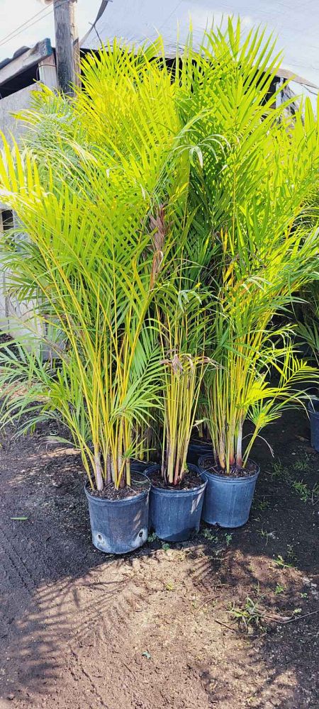 dypsis-lutescens-areca-palm