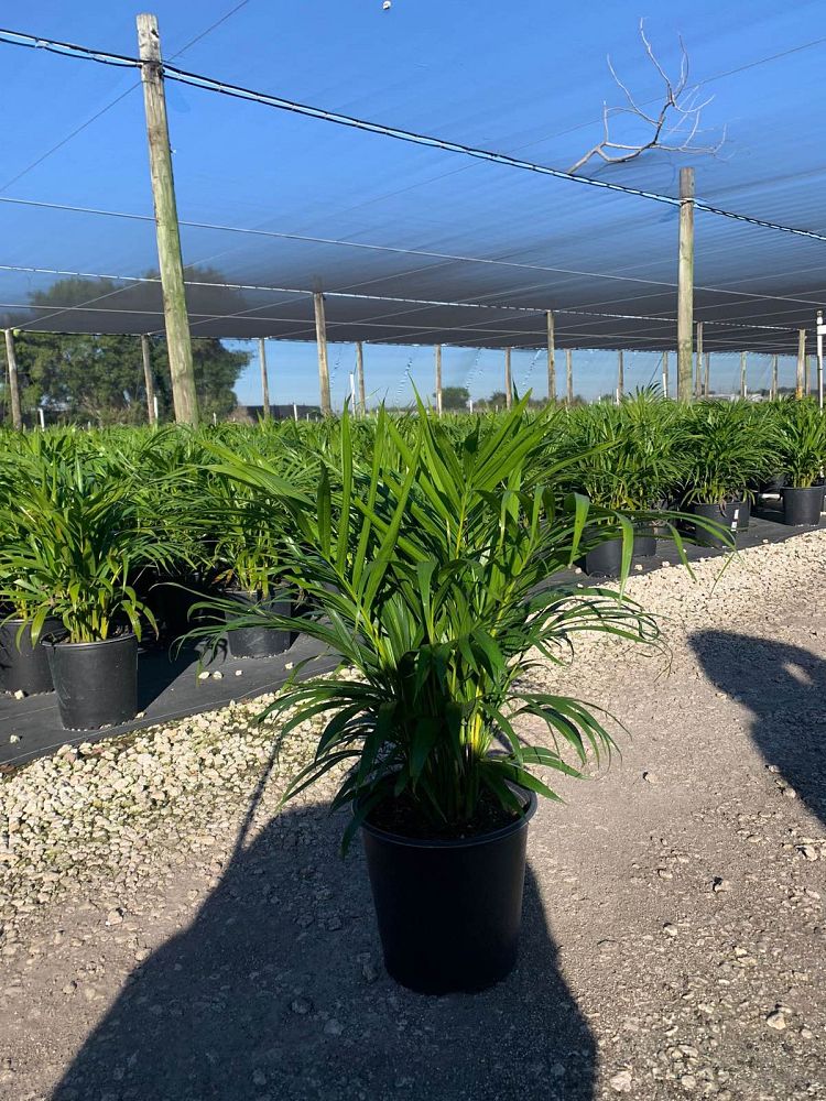 dypsis-lutescens-areca-palm