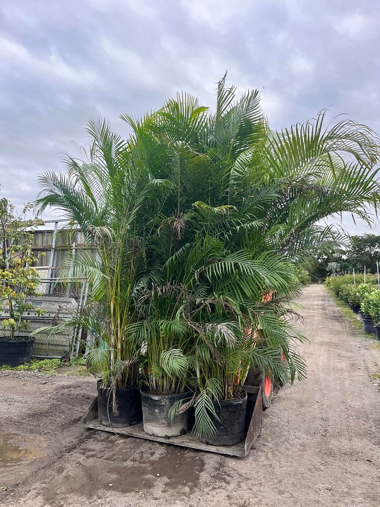 dypsis-lutescens-areca-palm