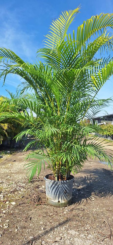 dypsis-lutescens-areca-palm