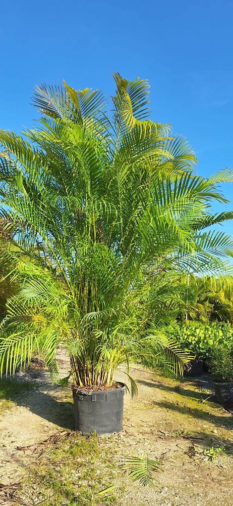 dypsis-lutescens-areca-palm