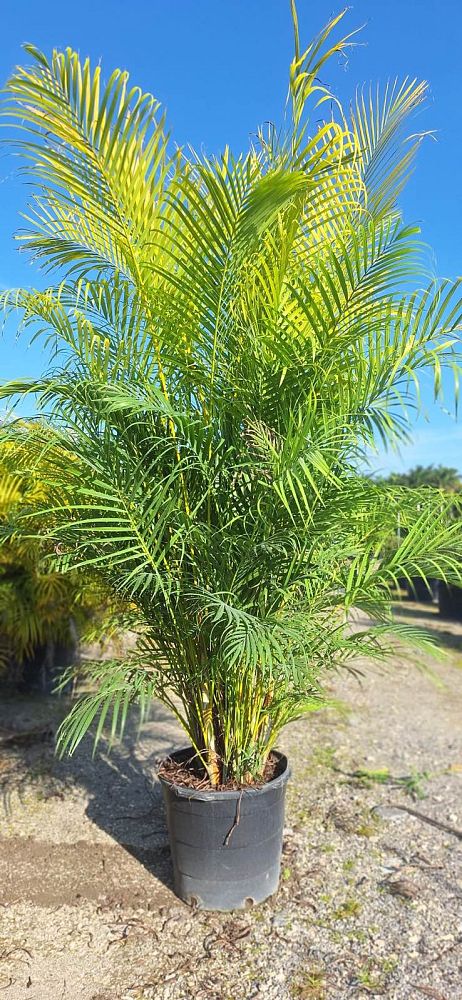 dypsis-lutescens-areca-palm