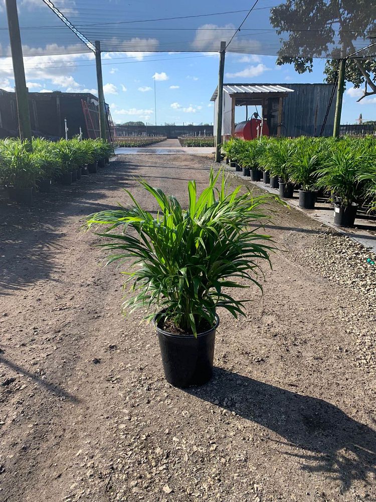 dypsis-lutescens-areca-palm