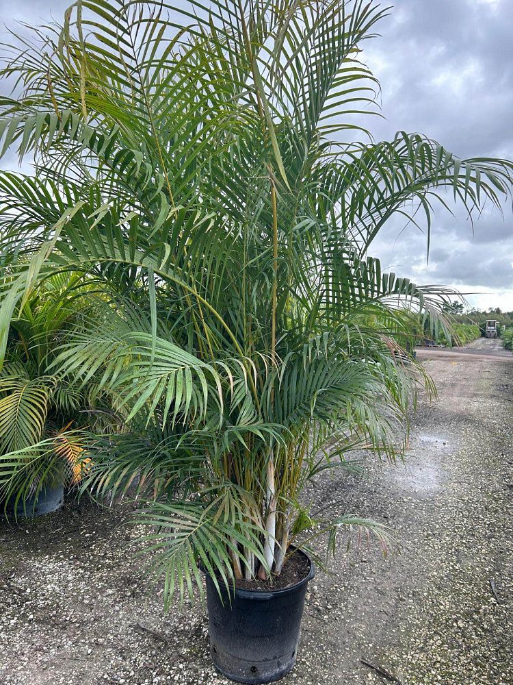 dypsis-lutescens-areca-palm