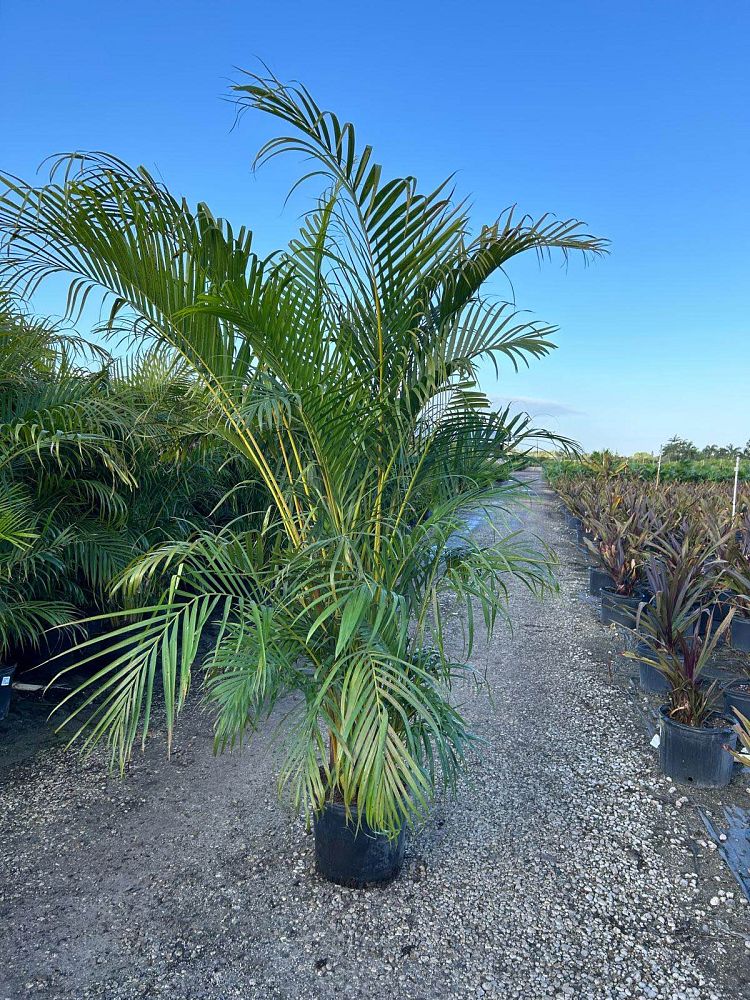 dypsis-lutescens-areca-palm