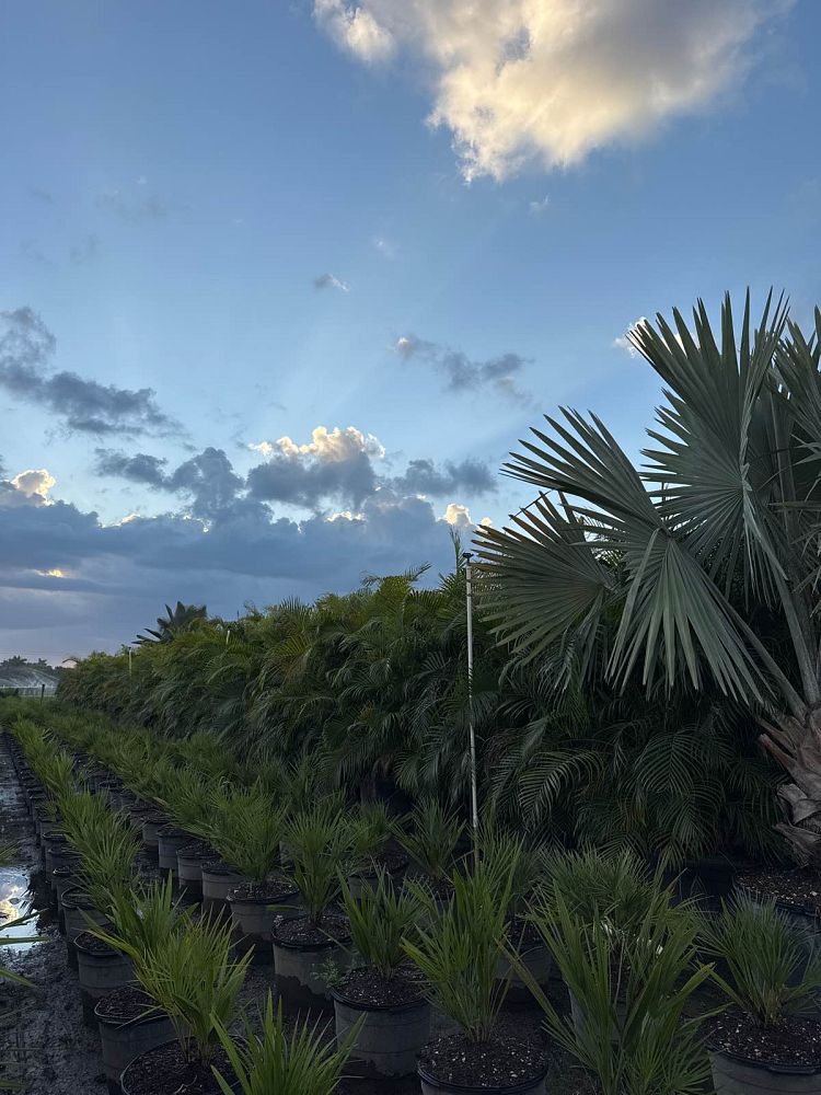 dypsis-lutescens-areca-palm