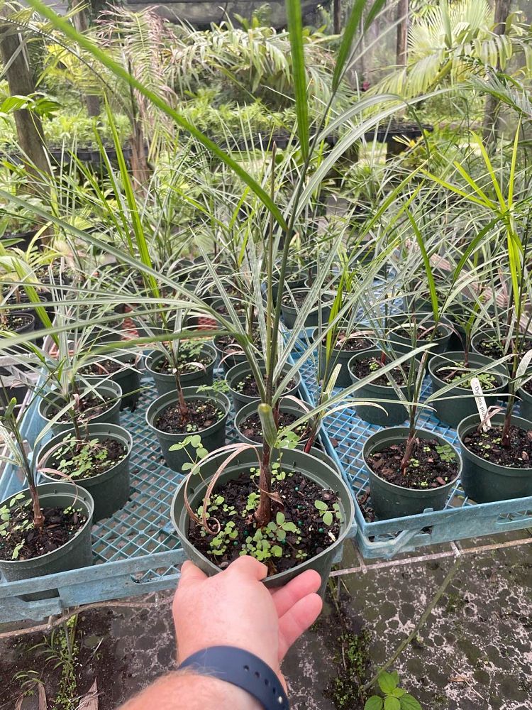 dypsis-plumosa-plumose-dypsis