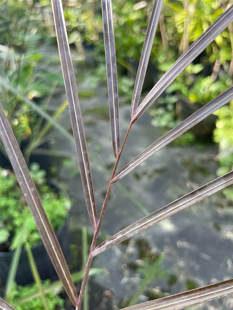 dypsis-plumosa-plumose-dypsis